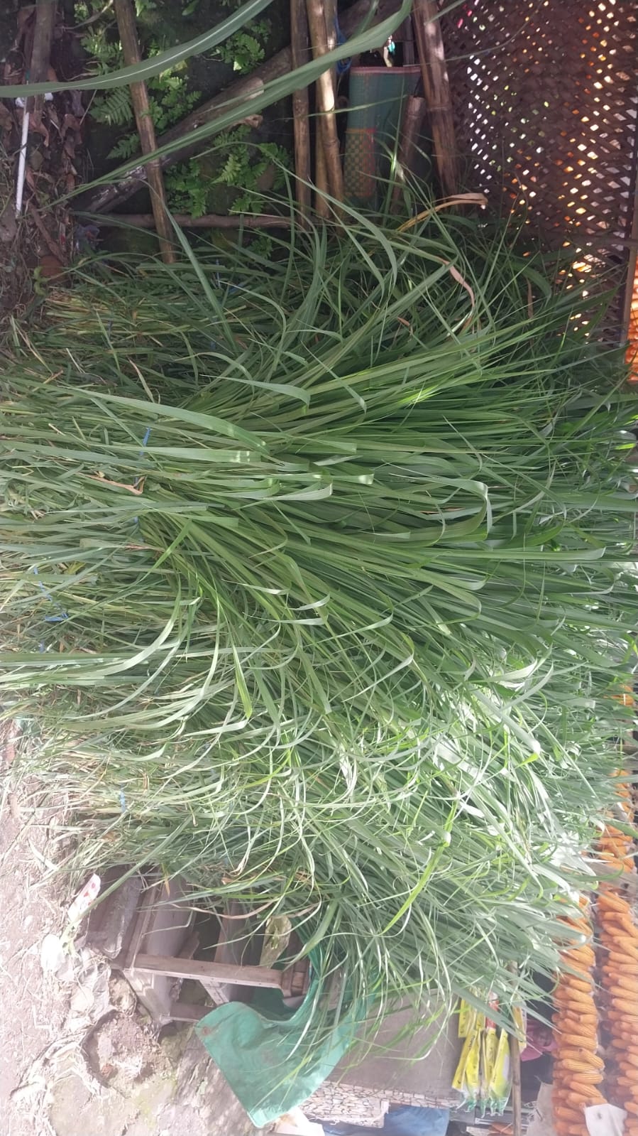 Jagung dan rumput ibu saniah