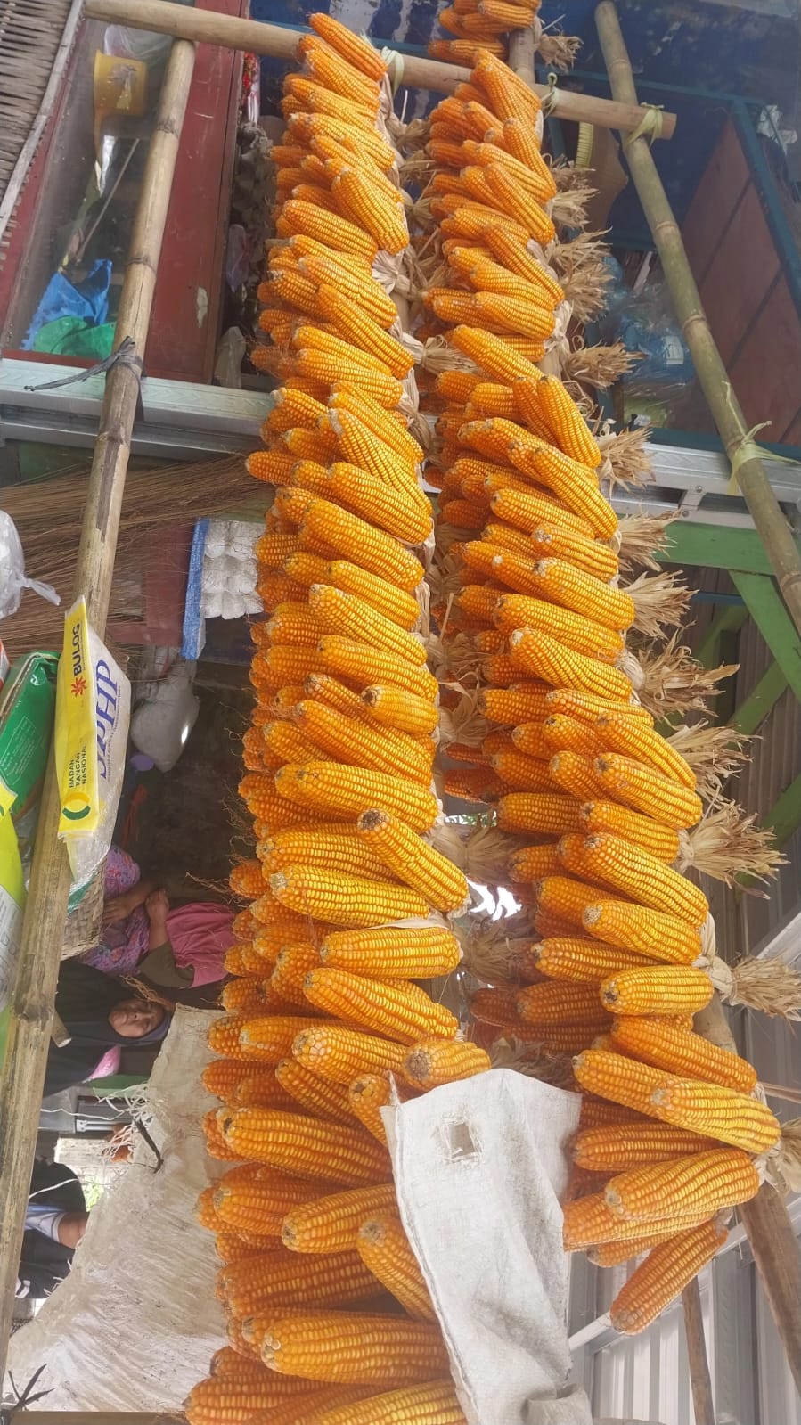 Jagung dan rumput ibu saniah - Image 2